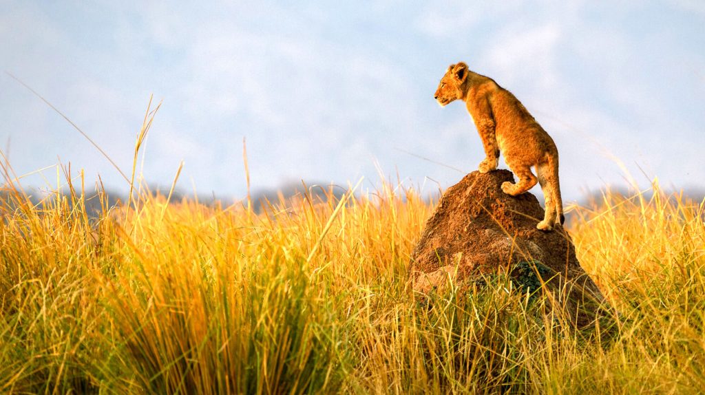 Tanzania Safari Adventure by Africa Moja Safari Adventures