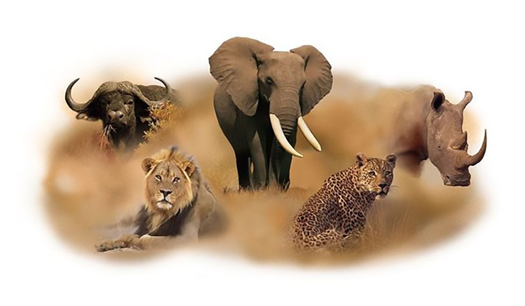 Tanzania Safari Adventure by Africa Moja Safari Adventures