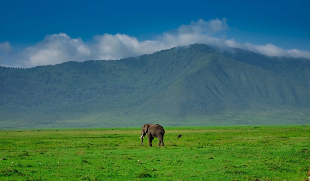Tanzania Safari Adventure by Africa Moja Safari Adventures