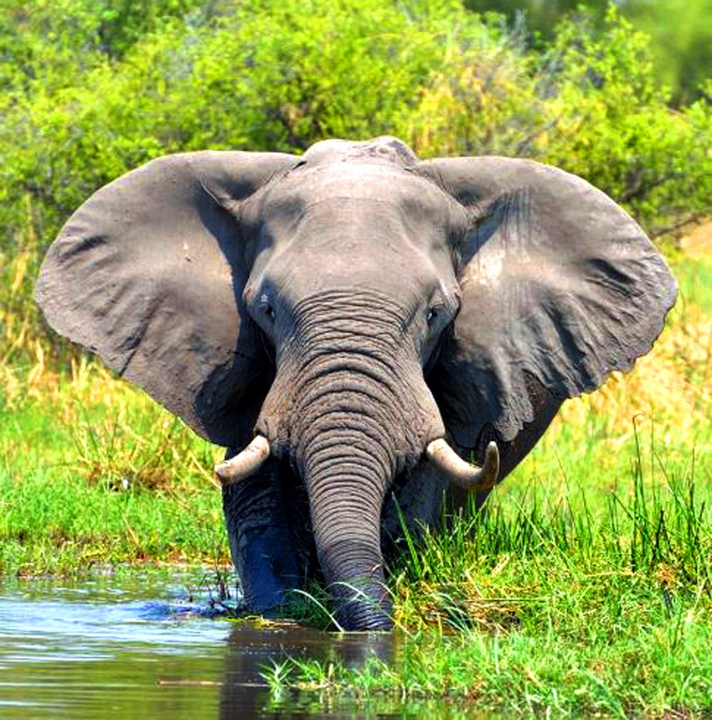 Tanzania Safari Adventure by Africa Moja Safari Adventures