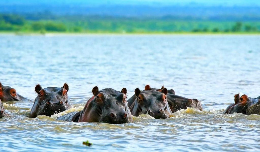 Tanzania Safari Adventure by Africa Moja Safari Adventures